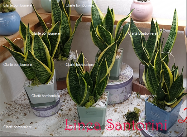 Ritorna alla ricerca per: Le grassocce - Linea Santorini