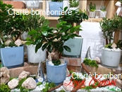 Le grassocce - Linea Bonsai
