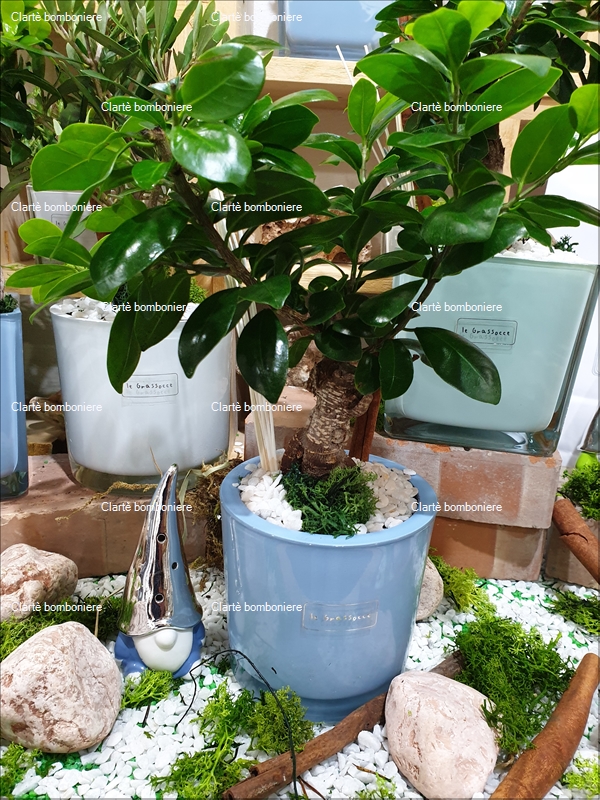 Ritorna alla ricerca per: Le grassocce - Linea Bonsai